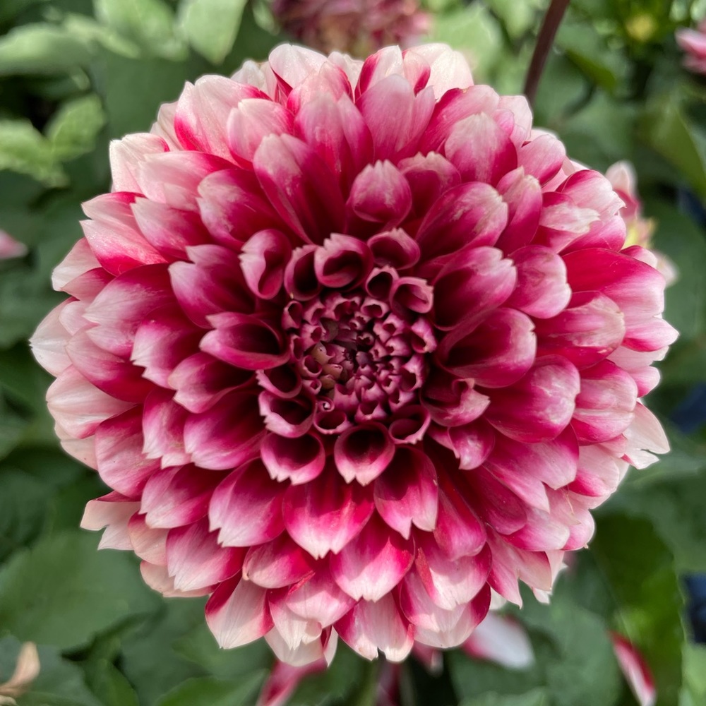 Meet your Posher, Lindsay